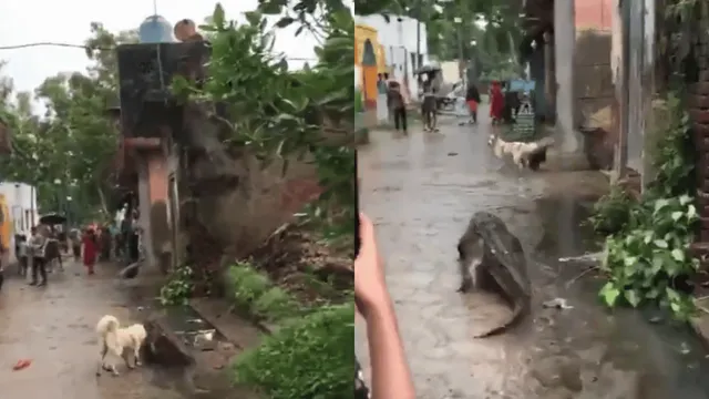 viral-video-of-crocodile-strolling-on-bijnor-streets-draws-reactions-internet-angry-at-man-for-kicking-reptile